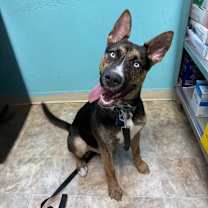 Thumbnail photo of Valor #2