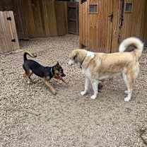 Thumbnail photo of Valor #4