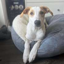 Thumbnail photo of Lavender #2