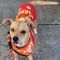 Thumbnail photo of Royal #3