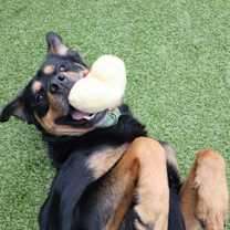 Thumbnail photo of Law #3