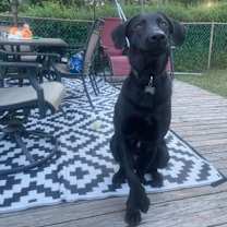 Thumbnail photo of Bodhi #1