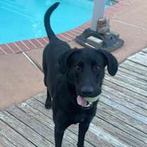 Thumbnail photo of Bodhi #2