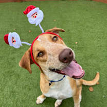 Thumbnail photo of Paco #1