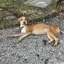 Thumbnail photo of Paco #3