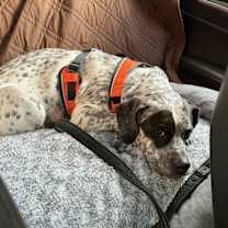 Thumbnail photo of Willow #1