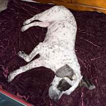 Thumbnail photo of Willow #2