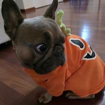 Thumbnail photo of Igor #1