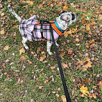 Thumbnail photo of Willow #3