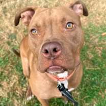 Thumbnail photo of Scuttle #3