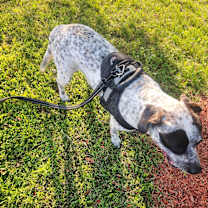 Thumbnail photo of Willow #4