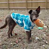 Thumbnail photo of WILEY #3