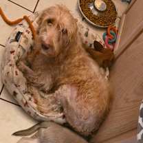 Thumbnail photo of Snow *Adoption Pending* #4