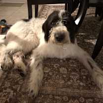 Thumbnail photo of Hank #2