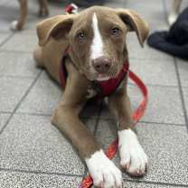 Thumbnail photo of Fido Dean #1