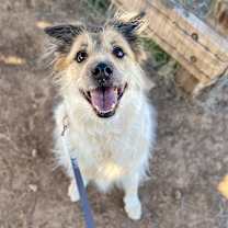 Thumbnail photo of Hermione  #2