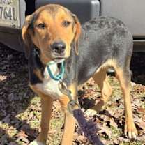 Thumbnail photo of Dimitri; At shelter #1