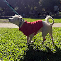 Thumbnail photo of Rosco #3