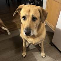 Thumbnail photo of Gypsy #1