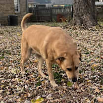 Thumbnail photo of Gypsy #2