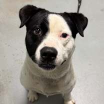 Thumbnail photo of Grizz #2