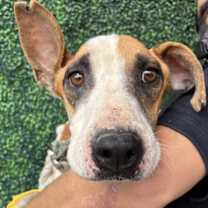 Thumbnail photo of Mojo #2