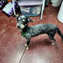 Thumbnail photo of Rudolph #3