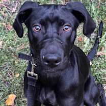 Thumbnail photo of Mocha #1