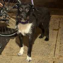 Thumbnail photo of Sheath #3