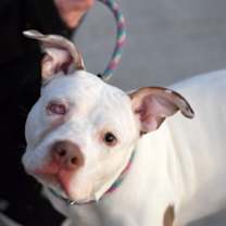 Thumbnail photo of Misty Skye #3