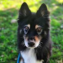 Thumbnail photo of PUMBA #1