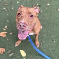 Thumbnail photo of Champ #4