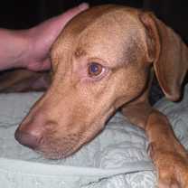 Thumbnail photo of Boone #1