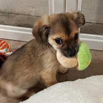 Thumbnail photo of Beanie Baby #4