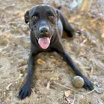 Thumbnail photo of $00 Peri #1