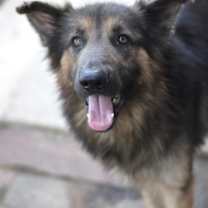 Thumbnail photo of Chuki #2