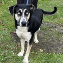 Thumbnail photo of Sheba #3