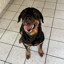 Thumbnail photo of Koda #1