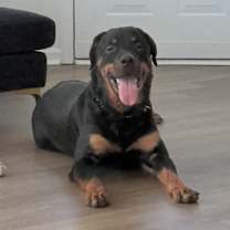 Thumbnail photo of Koda #2