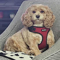 Thumbnail photo of Barkley #1