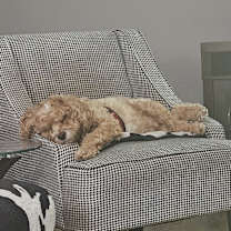 Thumbnail photo of Barkley #3