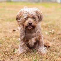 Thumbnail photo of Rusty (Bonded w/ Zoomie) #1