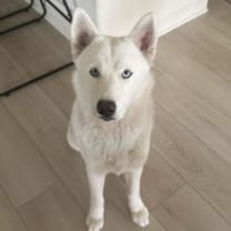 Thumbnail photo of Napa #1