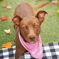 Thumbnail photo of Debra - Reduced Adoption Fee #4