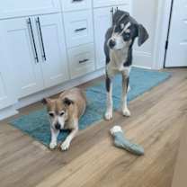 Thumbnail photo of Arnie #3