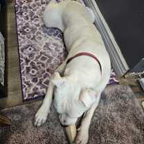 Thumbnail photo of Yeti #4