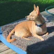 Thumbnail photo of Chippy #4