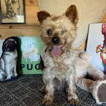 Thumbnail photo of Rocky #4