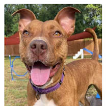 Thumbnail photo of Frankie #4