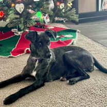 Thumbnail photo of DULCE #2